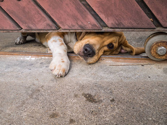 小猎犬号