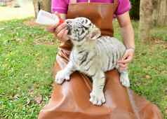 动物园管理员喂养婴儿白色老虎