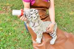 动物园管理员喂养婴儿白色老虎