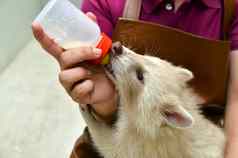 动物园管理员喂养婴儿白化浣熊