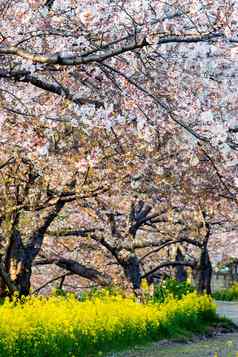 樱桃开花樱花花园日本