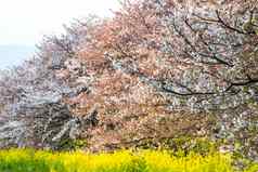 樱桃开花樱花花园日本