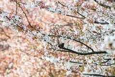 樱桃开花樱花鸟花园日本