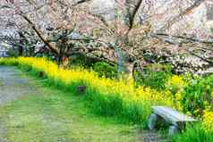 樱桃开花樱花花园日本