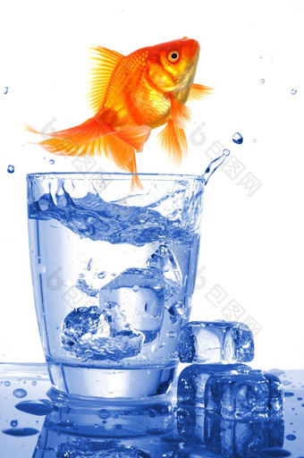 金鱼玻璃水