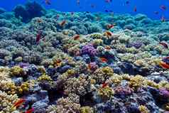 色彩斑斓的珊瑚礁硬珊瑚底红色的海水下照片