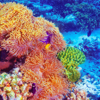 小丑鱼珊瑚花园