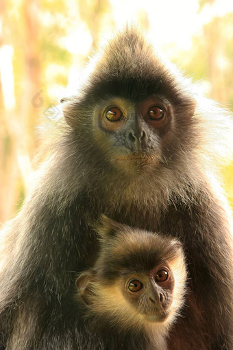 镀银叶猴子婴儿婆罗洲马来西亚