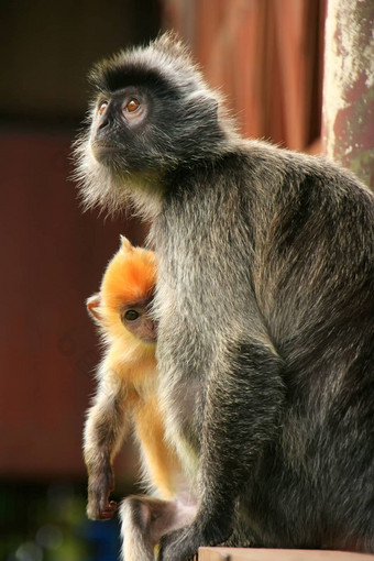 镀银叶猴子年轻的婴儿婆罗洲马来西亚