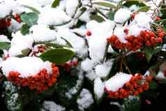 红色的浆果冬天山顶的积雪