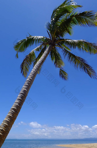 棕榈树海滩瓦莱武岛斐济