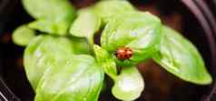 开始植物甜蜜的罗勒草叶瓢虫昆虫
