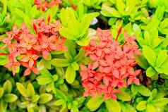 Ixora