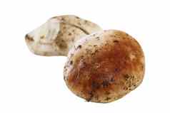 孤立的可吃的蘑菇