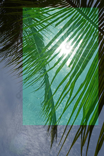 绿色棕榈叶阳光蓝色的天空多云的