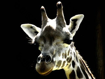 giraffe’s头