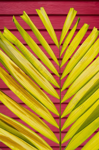 花瓣棕榈叶模糊色彩斑斓的深墙背景
