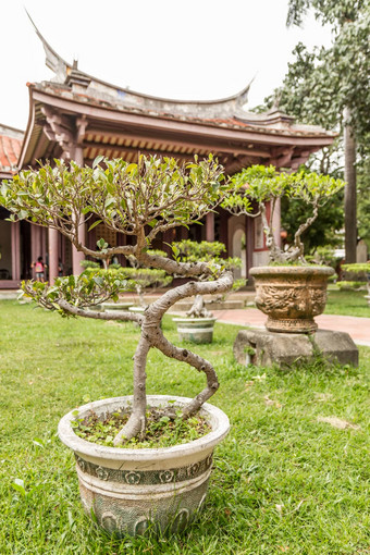 行盆景树中国人寺庙