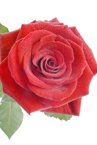 红色的玫瑰小水滴白色