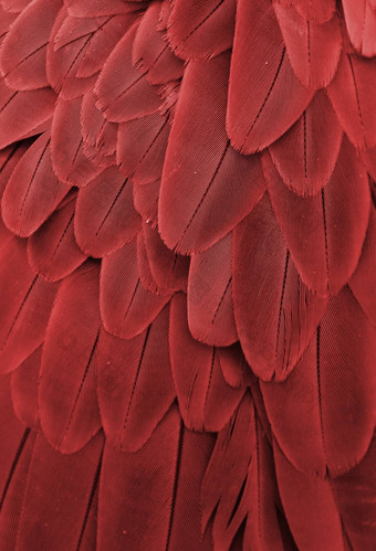 红色的鹦鹉羽毛