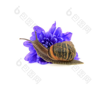 花园<strong>害虫</strong>蜗牛吃蓝色的菊花花