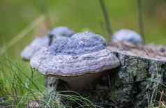 灵芝清明的蘑菇支架真菌