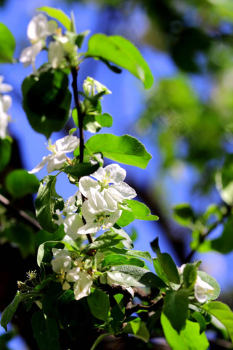 白色花苹果树
