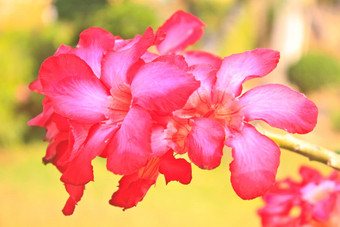 美丽的粉红色的杜鹃花花热带花