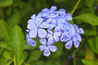 马鞭草属花花园