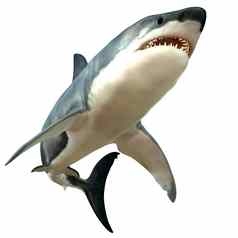 伟大的白色鲨鱼身体