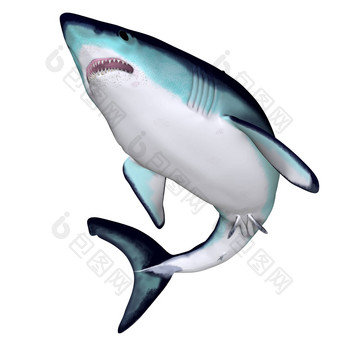 马科鲨鱼