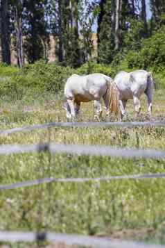 集团马放牧绿色牧场西班牙语马