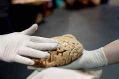 戴着手套手触摸人类大脑科学世博会