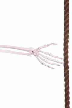 骨架手棕色（的）绳子