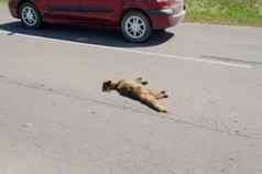 杀了死狐狸动物身体躺路车开车