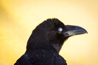 黑色的乌鸦样本鸟猎物中世纪的公平