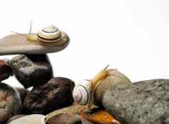 蜗牛岩石