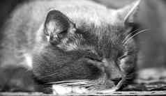 宏拍摄肖像灰色猫睡觉