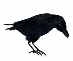 黑色的乌鸦