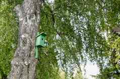 鸟房子巢箱挂桦木树树干