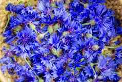 新鲜的蓝色的矢车菊开花背景