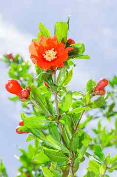 石榴树盛开的红色的花