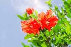 石榴春天盛开的分支背光红色的花