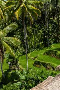郁郁葱葱的绿色梯田农田巴厘岛