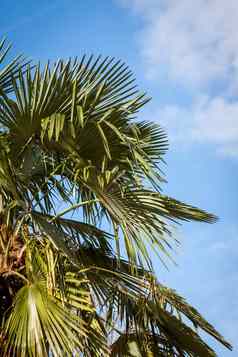 热带绿色棕榈树巴厘岛印尼
