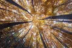 秋天森林树顶故意扭曲的图像拍摄