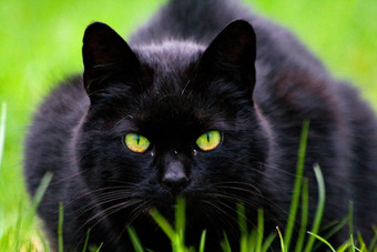 黑色的猫盯着观察家