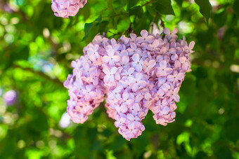 群紫罗兰色的淡紫色花阳光明媚的春天一天