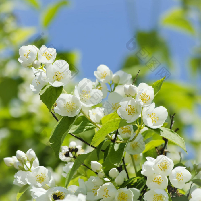 茉莉花花