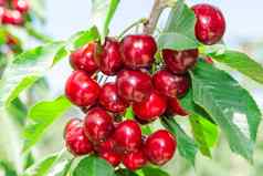 分支樱桃树黑暗红色的成熟的浆果
